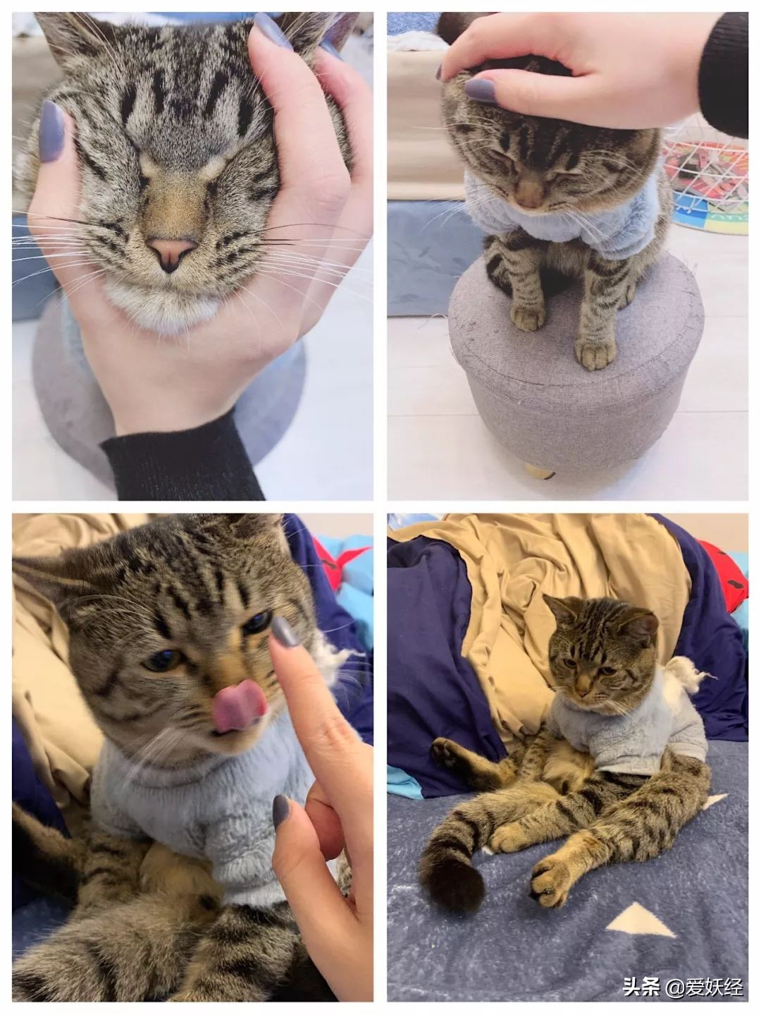 别说老狐狸不宠粉,你们要的猫用驱虫药测评!来喽