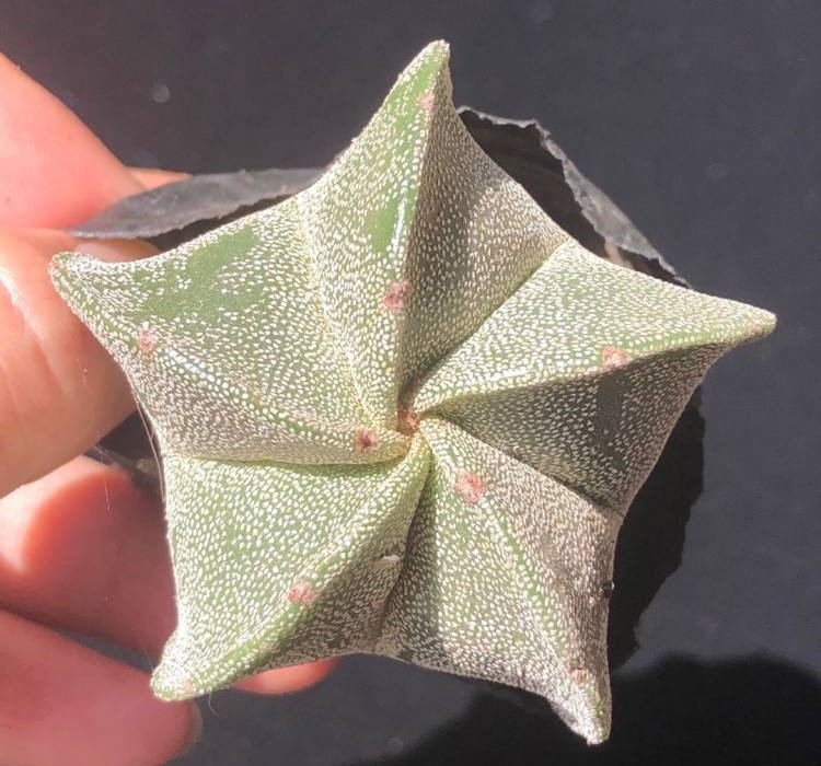 148个仙人球品种大全,100个仙人球品种