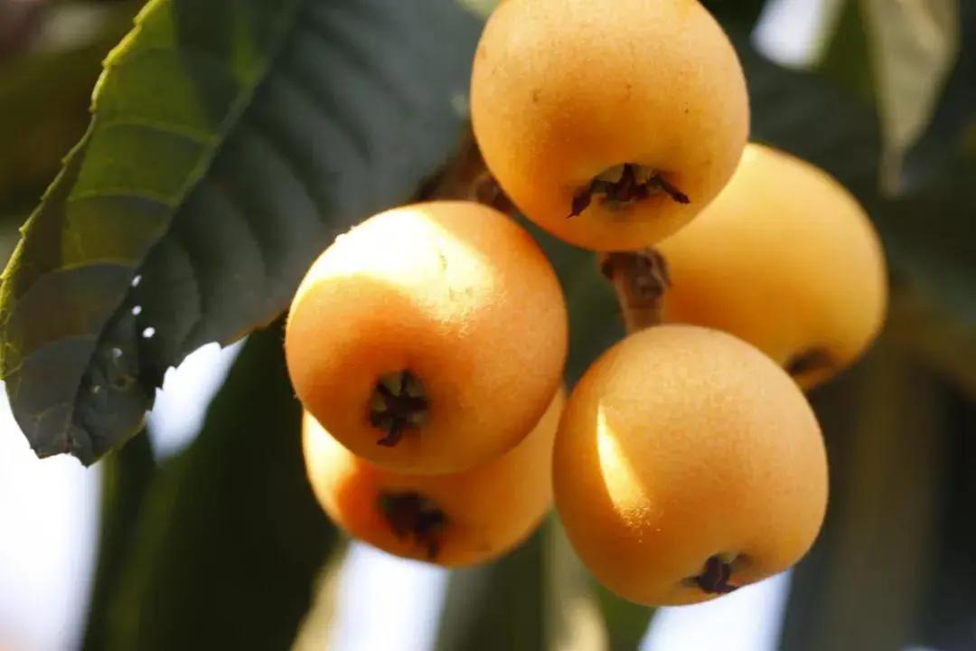 开阳最好吃的枇杷,皮薄多汁的枇杷