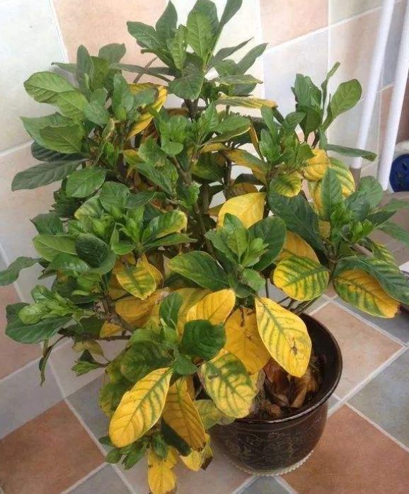 花卉黄叶最好的土办法,花卉黄叶落叶怎样防治