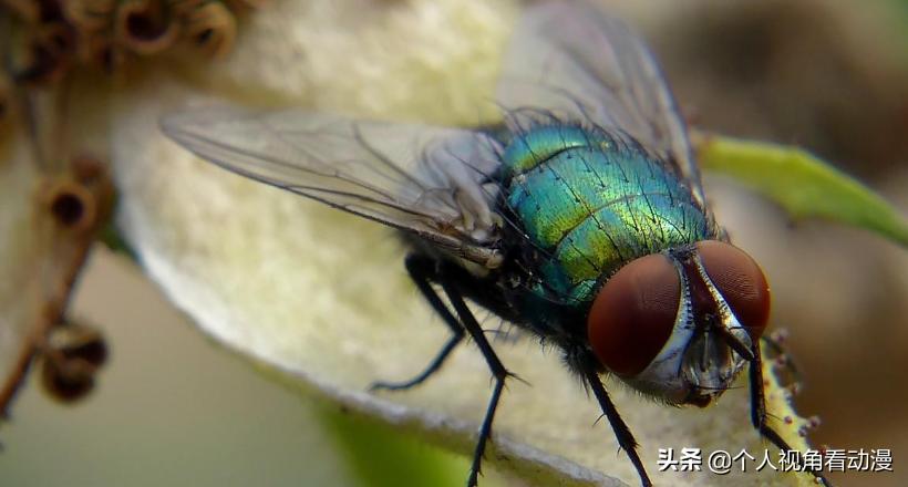 假面骑士为什么长得和苍蝇一样,假面骑士原型为啥是苍蝇