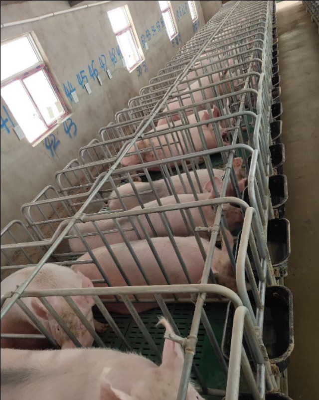 生猪代养注入致富活水,生猪代养场扶贫效益成效分析