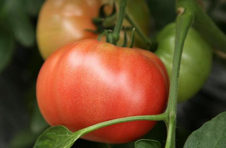 番茄简单而且好吃的方法,好吃又好看番茄品种推荐