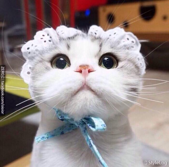 怎样喂养猫咪注意事项有哪些,怎样疼爱猫咪