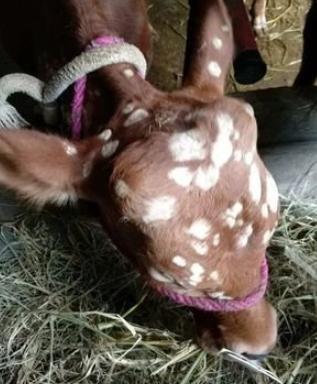 养牛人的驱虫方法是什么,养牛身上有蜱虫怎么样处理