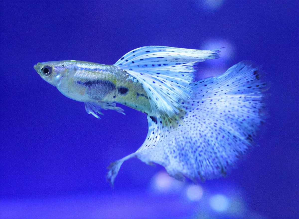 十大适合新手养的小型观赏鱼,新手养的白化观赏鱼怎么养