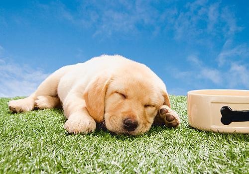 小狗总是拉稀怎么办,小狗一直拉稀怎么治疗