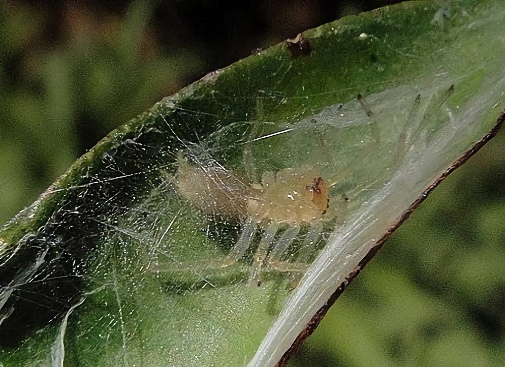 虎毒不食子，小蜘蛛为什么却要吃掉自己的母亲呢？