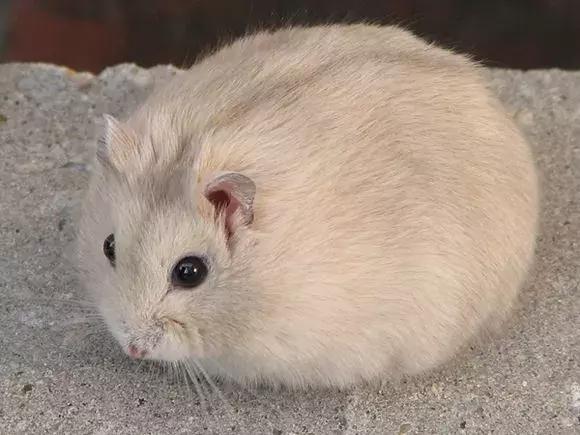 坎贝尔仓鼠和加卡利亚仓鼠,仓鼠生育的小仓鼠种类