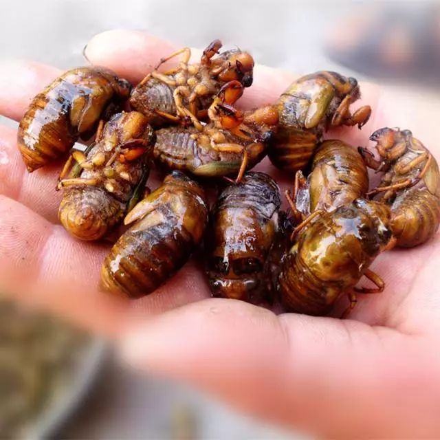 金蝉养殖书,金蝉养殖实用技术百度网盘