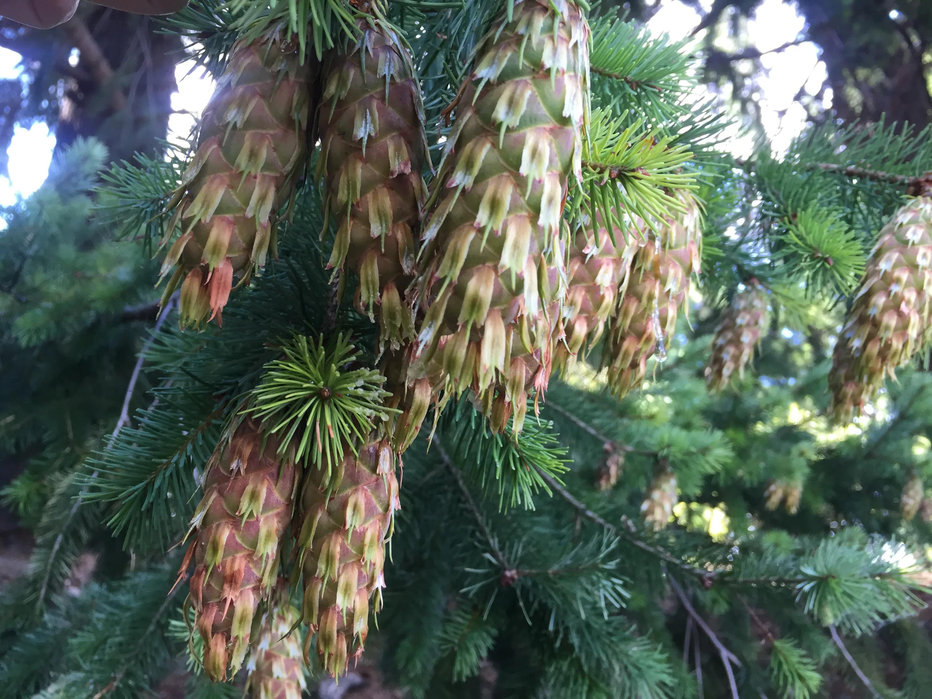 新西兰游记中土世界,新西兰内维斯峡谷蹦极