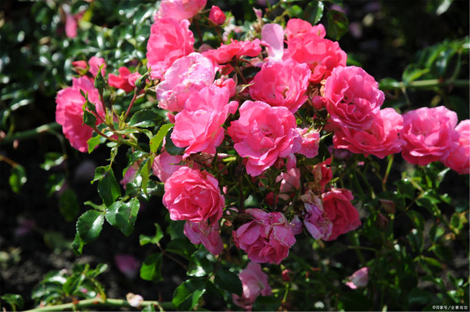 月季如何促根壮苗,如何让月季花枝繁叶茂