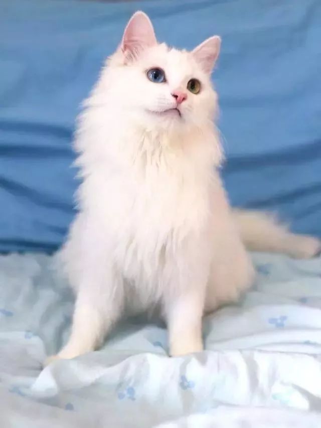 中华田园猫对比外国猫,中国最受欢迎的猫就是中华田园猫