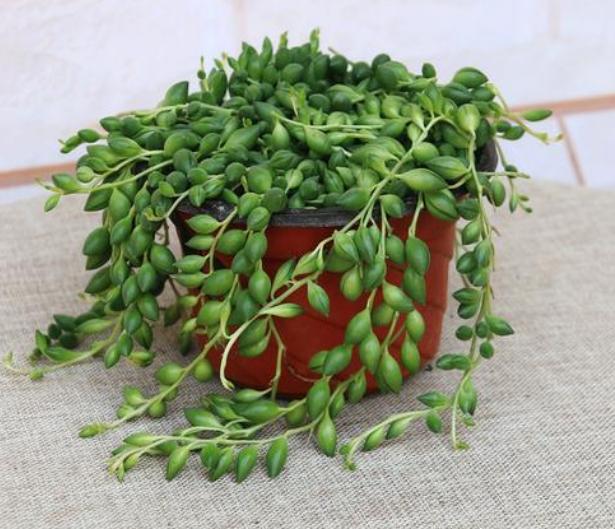 佛珠吊兰怎么养能爆盆,佛珠吊兰怎么养才能更旺盛