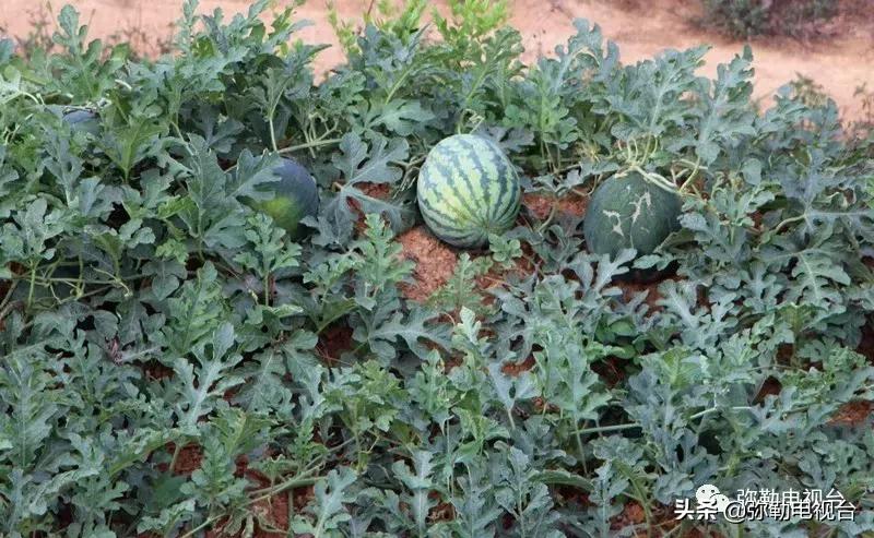 弥勒千亩西瓜熟了！黄心瓜、红心瓜、小香瓜…你喜欢哪种？