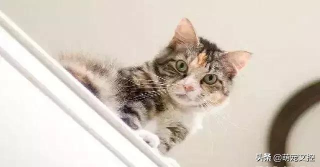 为什么猫咪出去了不认识主人了,猫咪出去回来后一直叫