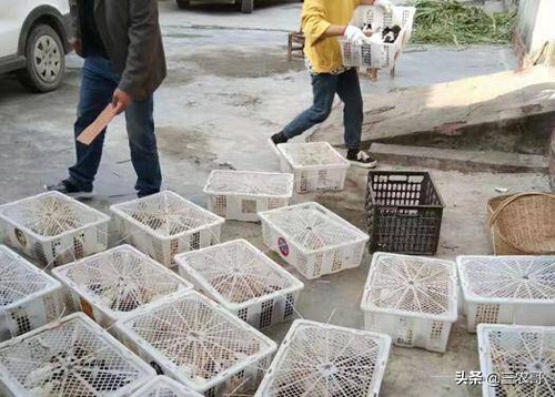 农村现在发财致富项目有哪几种,在农村创业致富的好项目