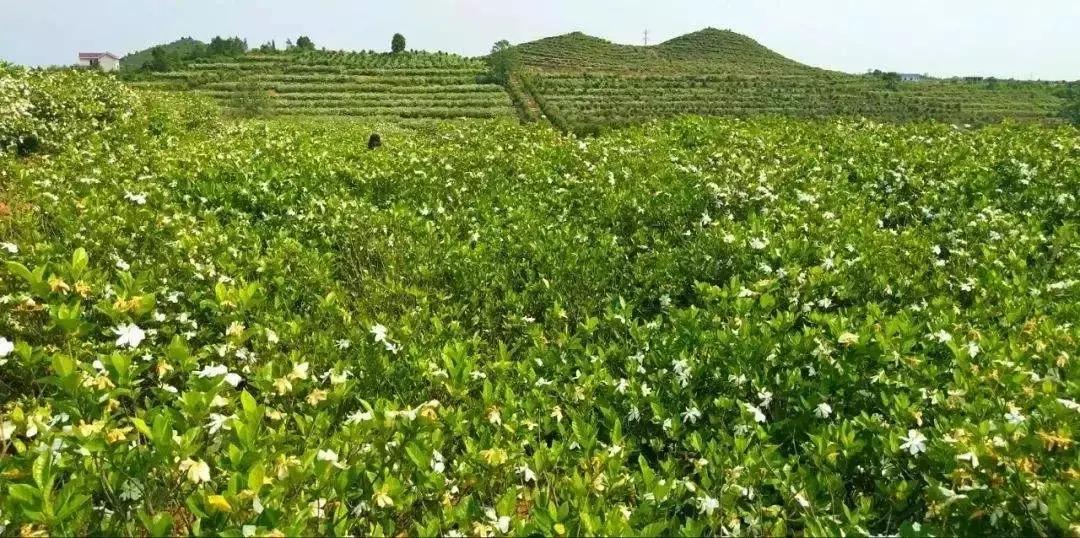 鹰潭好还是贵溪好,贵溪是一个怎样的地方