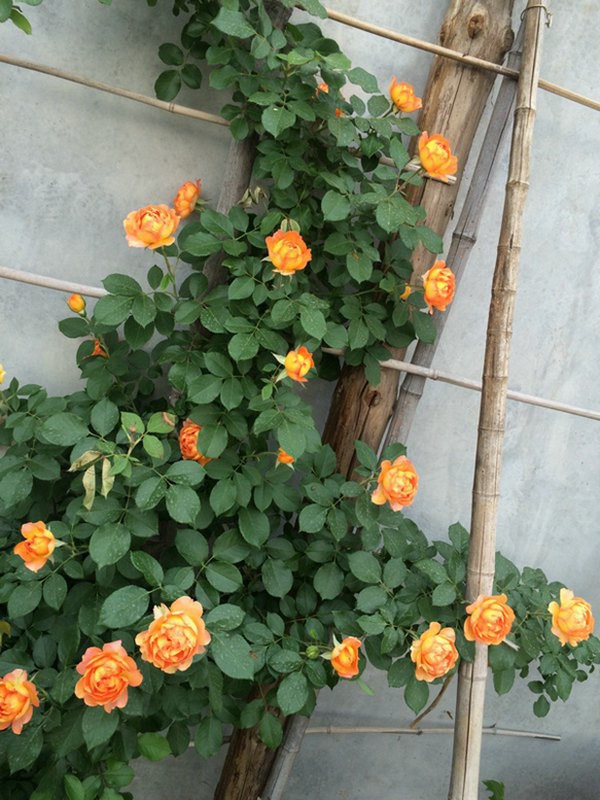 庭院小型藤本月季推荐,适合阴面阳台的3款藤本月季