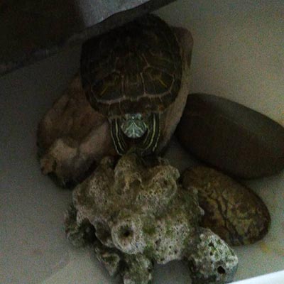 乌龟从6楼摔下去呕血怎么治疗,乌龟从7楼摔下去有救没