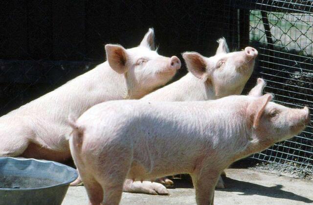 养猪猪瘟最新管理,猪瘟引起的仔猪腹泻是什么症状