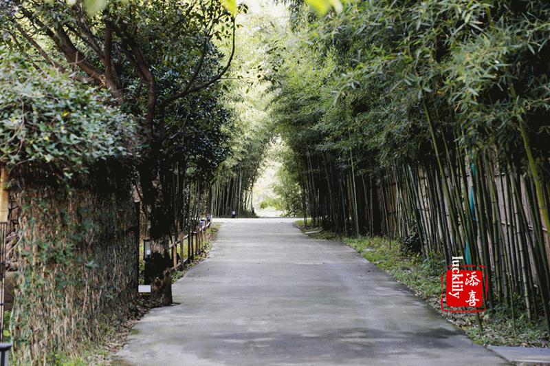 「杭州美食生活」径山淡竹元民宿，享受禅茶竹韵慢生活