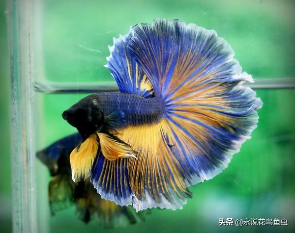 斗鱼哪个品种好养活,斗鱼品种哪个好养