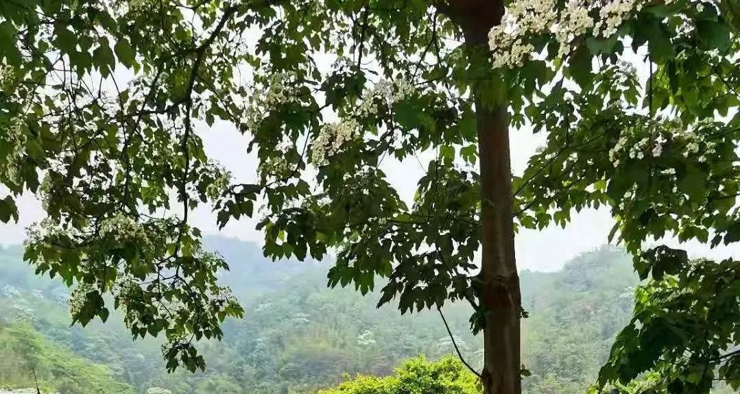 古龙峡下雪直播,古龙峡雪景