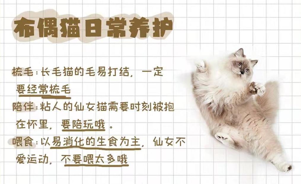布偶仙女猫高清图片,布偶猫的前世今生