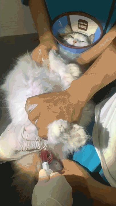 小佩饮水机3代漏电吗,小佩宠物饮水机真的有用吗