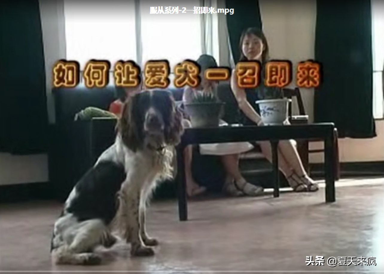训狗教程视频训犬神器,训犬一点通训狗教程视频