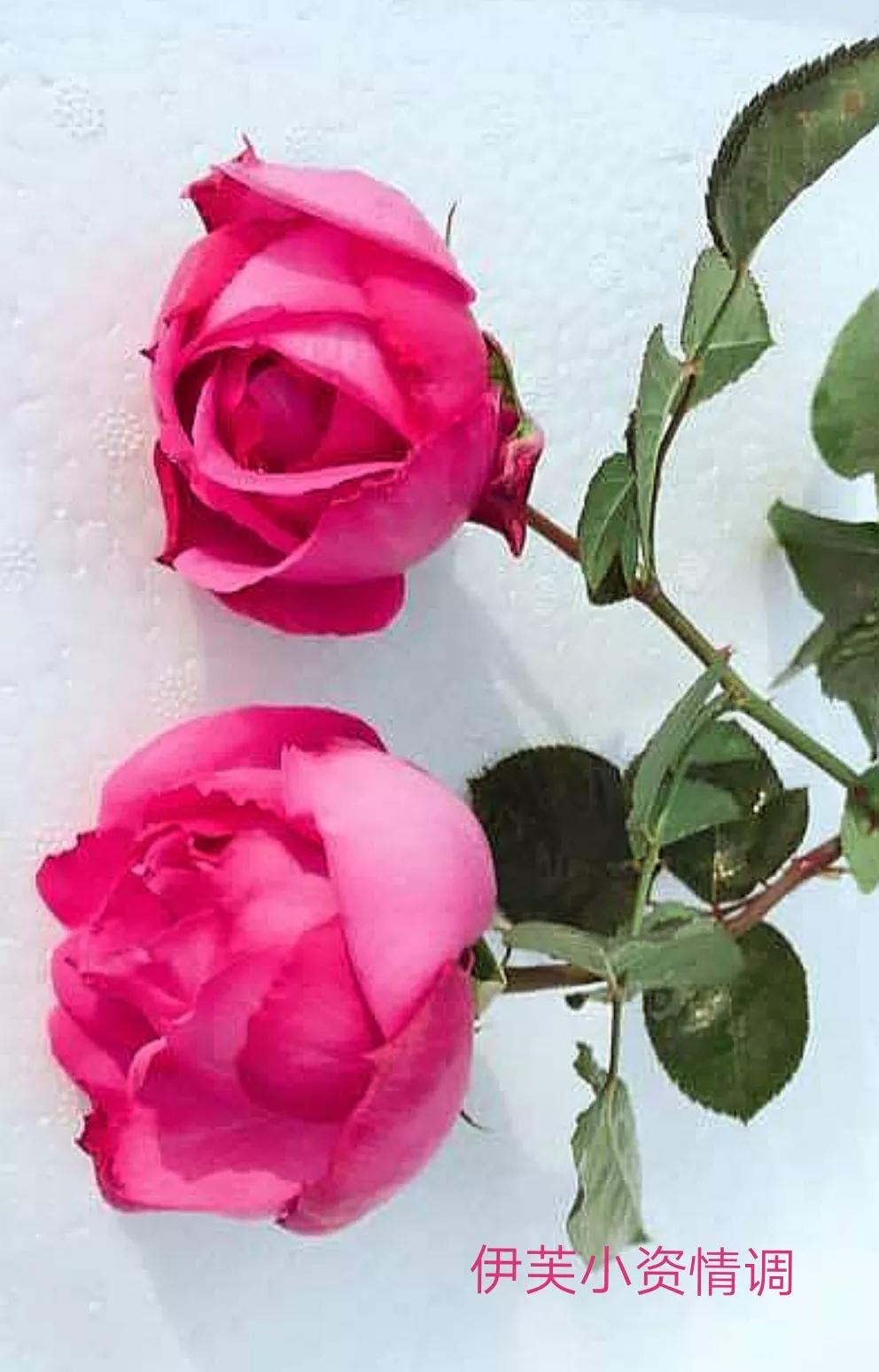 切花火焰月季的优缺点,常见切花月季一览