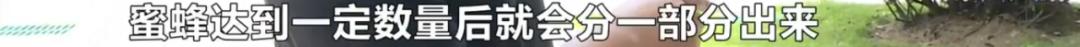 成群蜜蜂飞进屋里死亡,一群蜜蜂飞进家里全死了