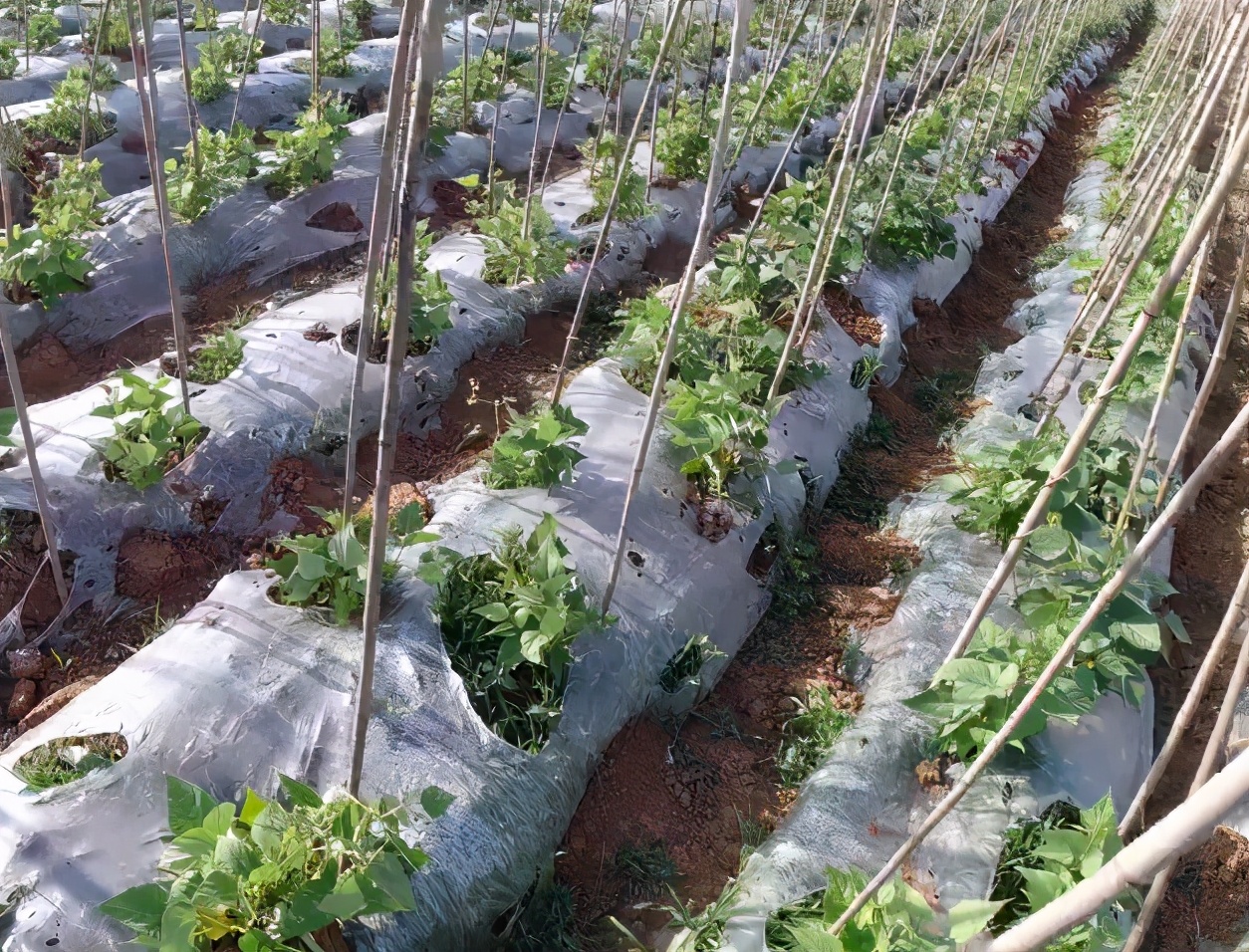 蔬菜施硼肥的正确方法,种蔬菜可以用硼肥吗