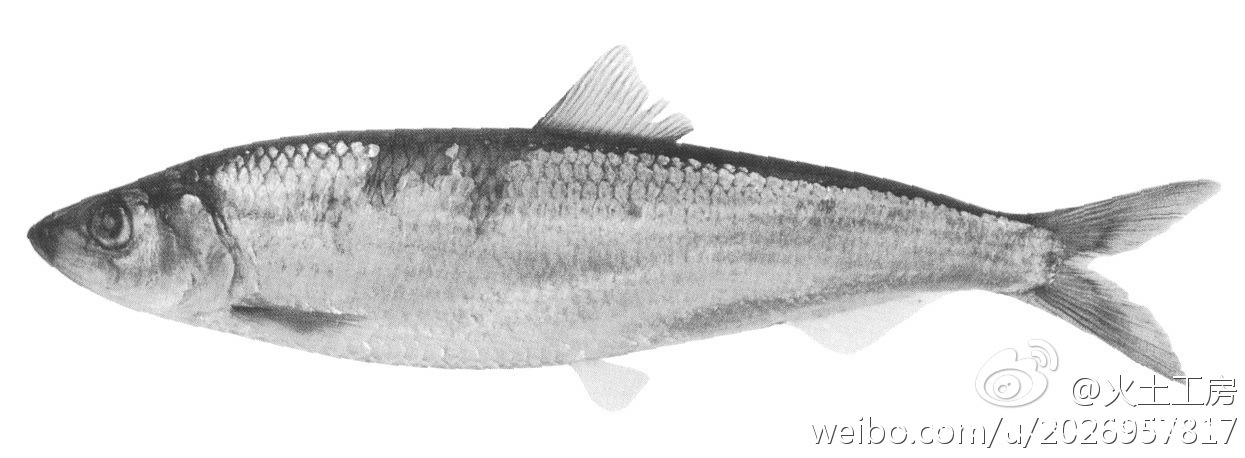 海里的青鱼和湖的青鱼有什么区别,淡水青鱼与海水青鱼