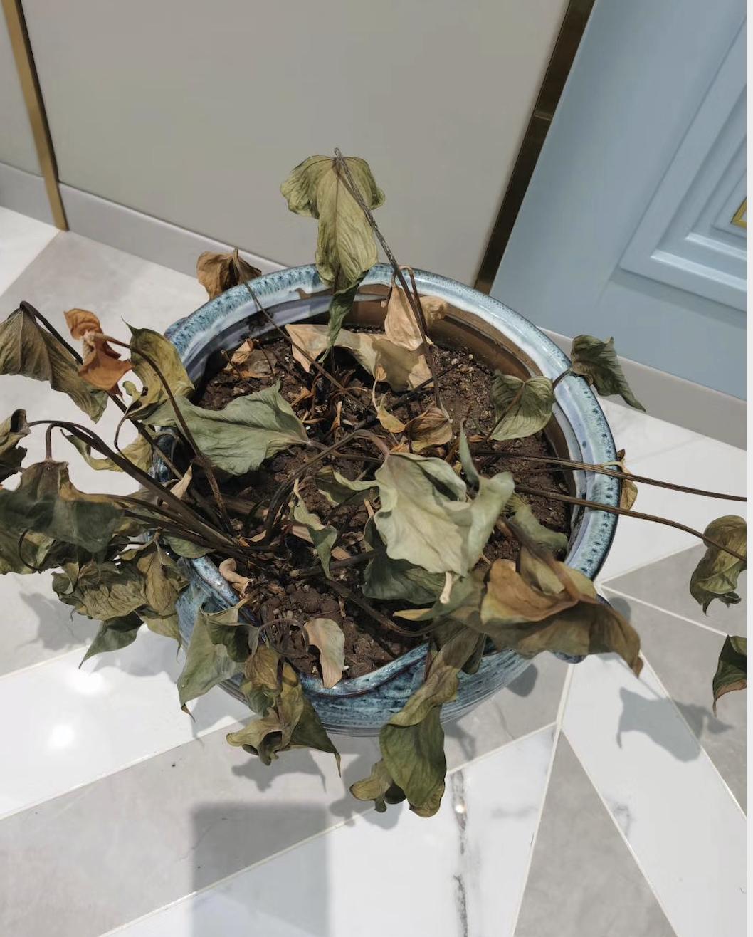 湖北隔离时期的生活：妈妈和哥哥憋得吵架，10岁侄女成烘培小能手