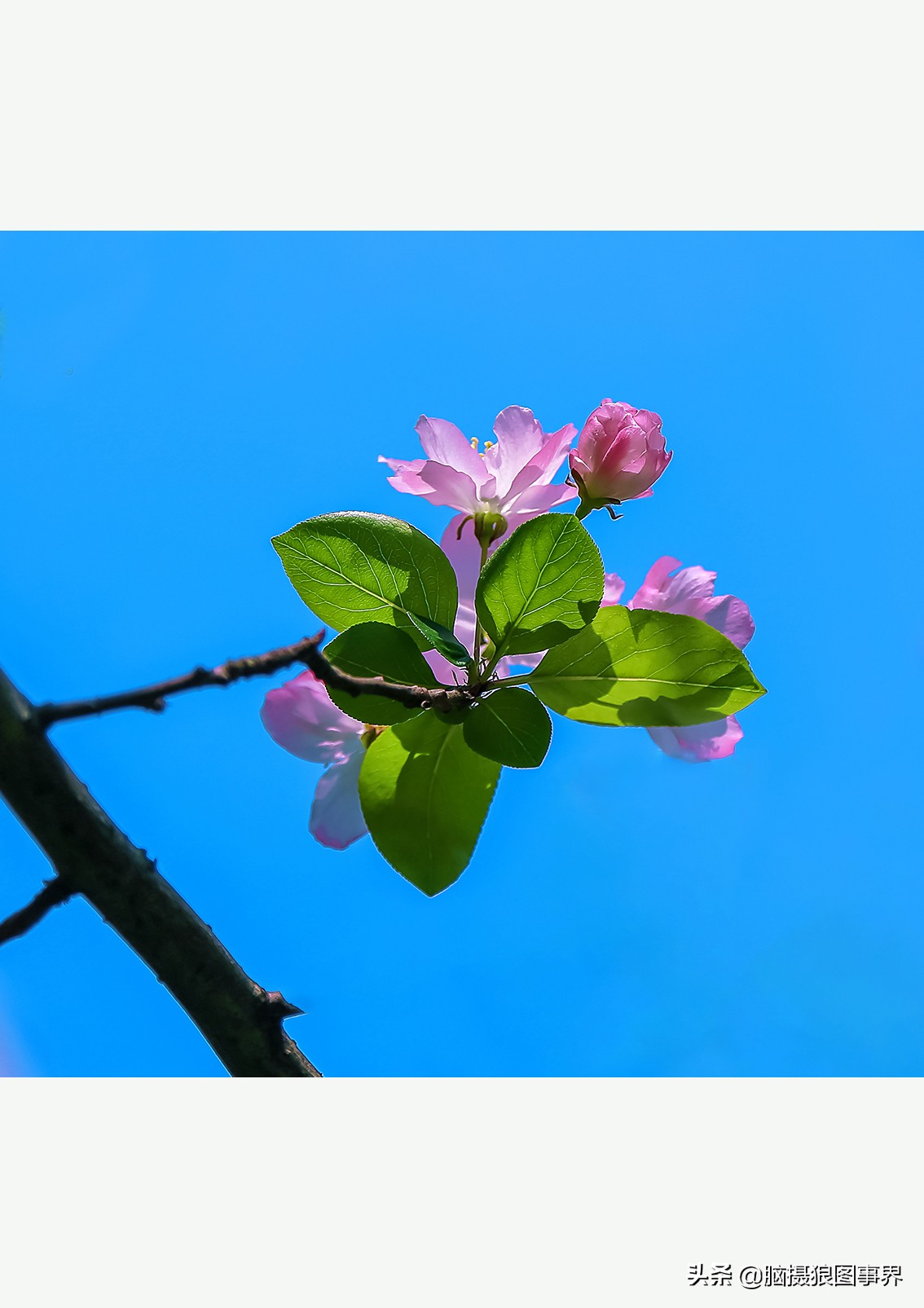 怎么拍摄好看的花和天空,如何拍出好看的天空树叶照