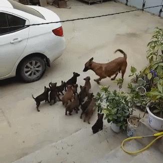 母狗一胎生十只奶水够用吗,母狗巨贵多大可以生第一胎