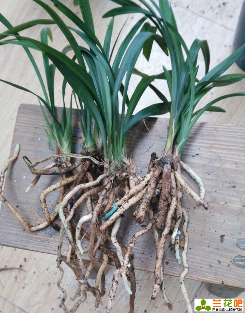 秋季给兰花翻盆和分株的要点,当年刚种的兰花秋季可以翻盆吗