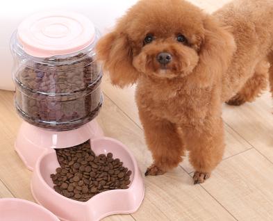 十大公认的最好养的狗泰迪犬,狗狗百科全书泰迪犬