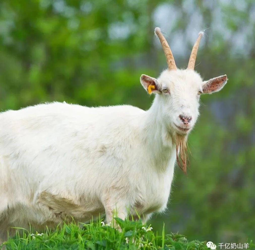 巴氏杆菌疫苗预防什么病,预防病毒微课堂