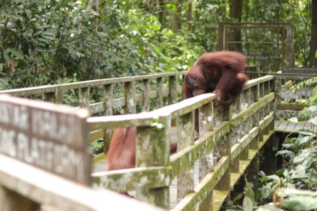 暑期沙巴旅游报价,暑假沙巴