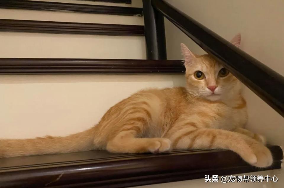 橘猫整日不出闺房却突然胎动？检查令爸崩溃：哪个死小子干的？