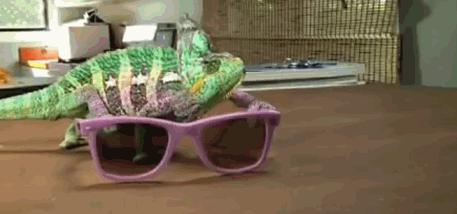 狗狗鼻子突然有一块变白了,狗狗鼻子发干不吃东西怎么办