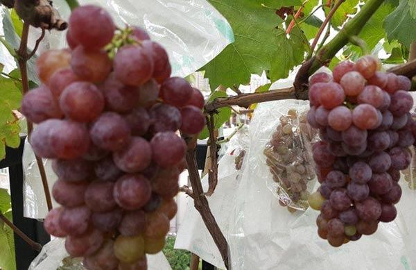 葡萄树苗发芽慢如何快一点生长,葡萄小树苗发芽的叶子怎么样呢