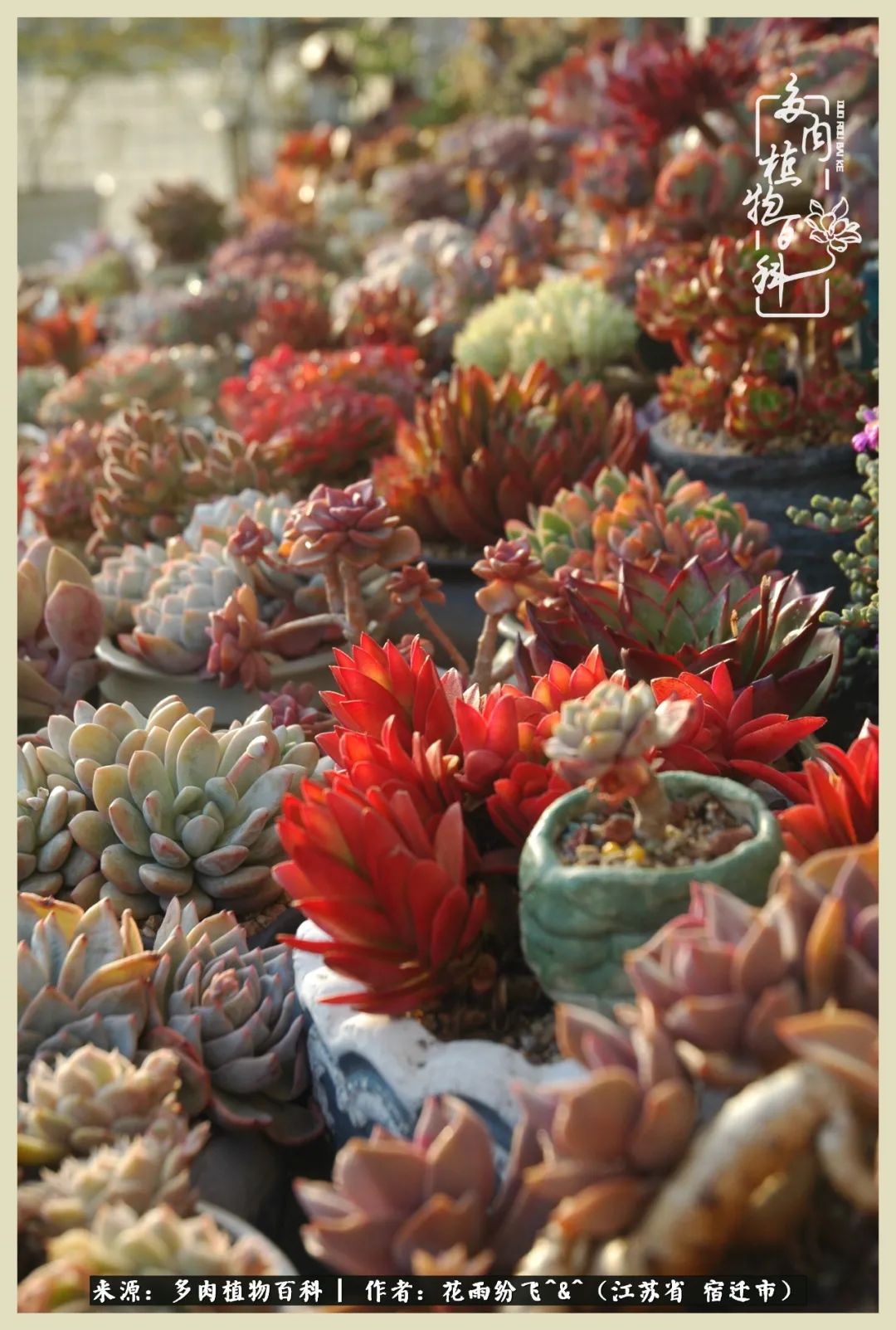 我家老臧：从反对到爱屋及乌的多肉守护人