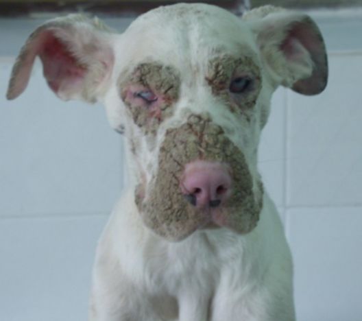 宠物皮肤病用药原则,宠物皮肤病最快治愈良药