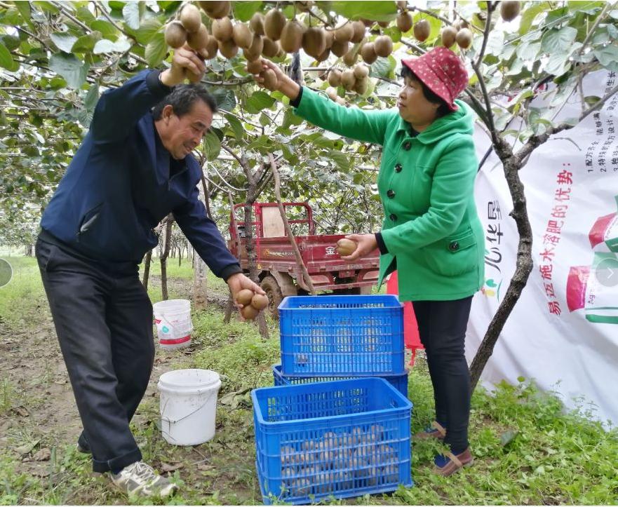 眉县徐香猕猴桃地头价,三农眉县猕猴桃