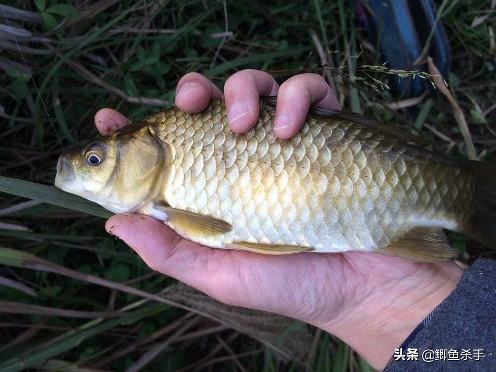 渔民捕捞近5000斤野生大黄鱼,浙江捕获野生大黄鱼