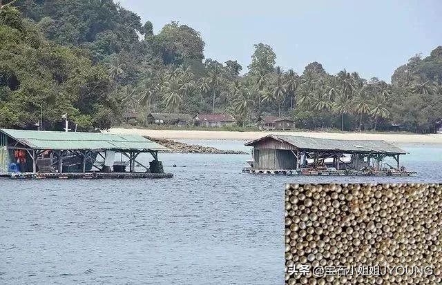 南洋珍珠金珠,妖紫珍珠和南洋金珠哪个好